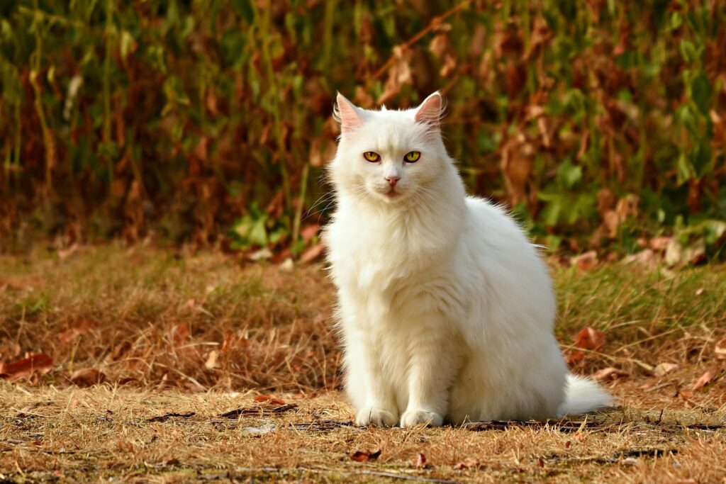 Photo de Chat mignon pour attendrir les visiteurs du site